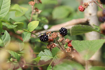 black and white butterfly