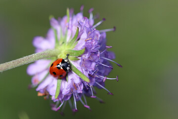 ladybird on a flower