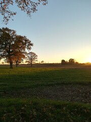 Field in the sunset