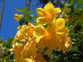 アラマンダの花