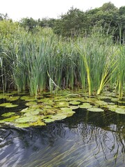 lake and water Lilys