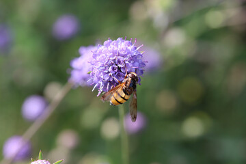 bee on lavender