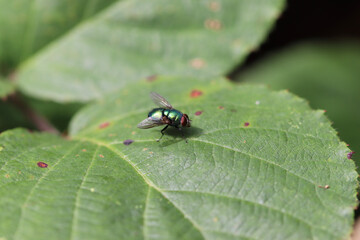 bug on leaf