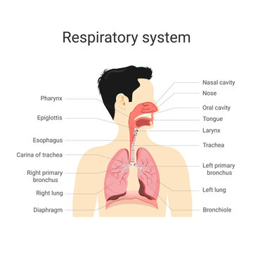 Respiratory system. Anatomy and physiology of the human body. Biology education concept. Vector Illustration