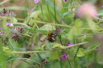 bee on a flower