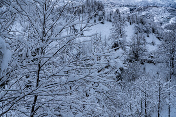 Top view of a snowy forest