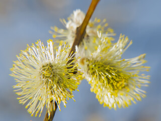 Blooming willow is a harbinger of spring. Balls-flowers, fluffy yellow from pollen, densely dotted with bare willow twigs.