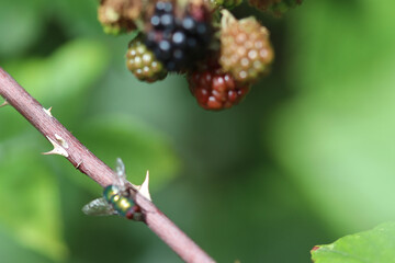 blackberry on a branch