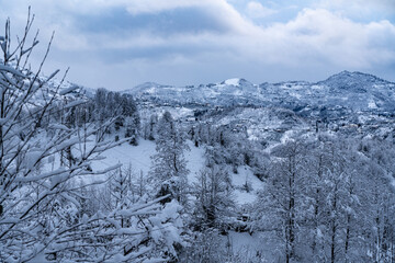 Top view of a snowy forest