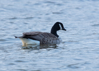 Fototapeta premium Canada Goose swimming on pond in evening light