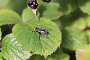 bug on leaf