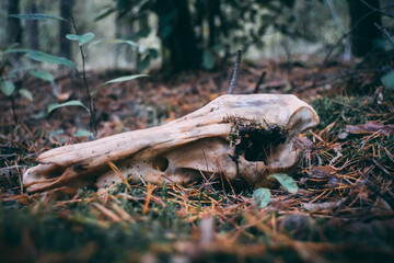 dead head in the forest