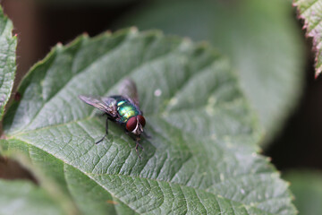 bug on a leaf