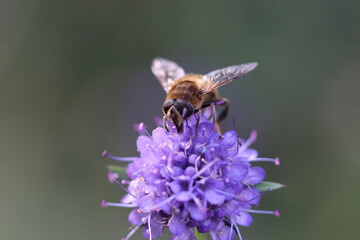 bee on a flower