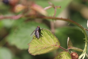 dragonfly on a leaf