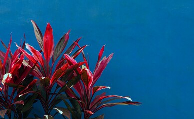 Hawaiian Ti Plants, Cordyline minalis, with blue background