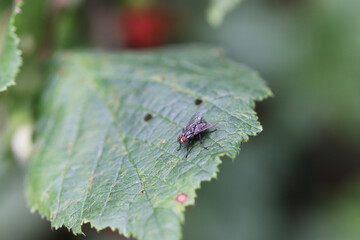 ant on a leaf