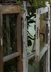 Open window of the greenhouse. An old wooden window with green plants inside.