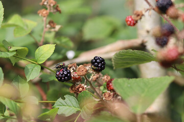Fototapeta premium blackberry