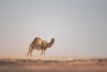 Alone camel standing in the desert. Saudi Arabia.