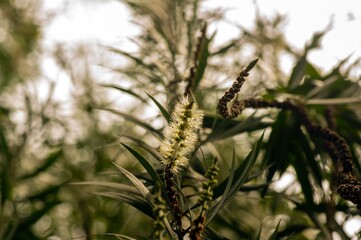 Melaleuca cajuputi flower in selected focus and defocused background