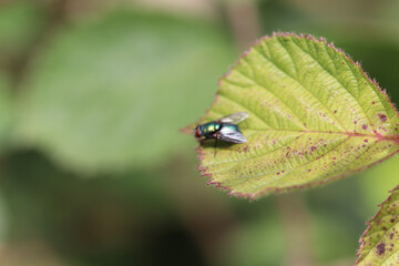 bug on leaf