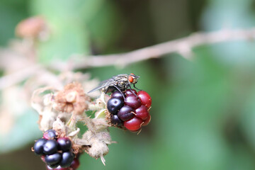red currant bush