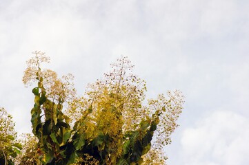 The fragrant teak flowers, Tectona grandis, blooming