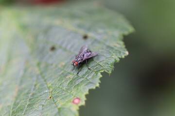 bug on a leaf