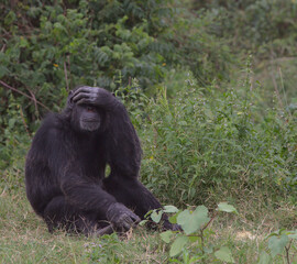 embarrassed chimpanzee face palms striking funny pose in the wild forest of the Ol Pejeta Conservancy, Kenya