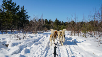 Husky Sledding Ride. View from Sled. Winter Forest Landscape