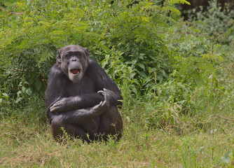 Naklejka premium adorable chimpanzee sitting and laughing on the forest floor in the wild Ol Pejeta Conservancy, Kenya