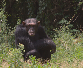 sitting portrait of chimpanzee sitting and looking thoughtful at the camera in the forest of wild Ol Pejeta Conservancy, Kenya
