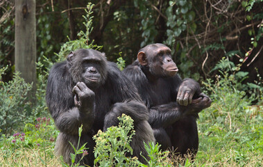 a pair of chimpanzees sitting and looking thoughtful in the wild Ol Pejeta Conservancy, Kenya