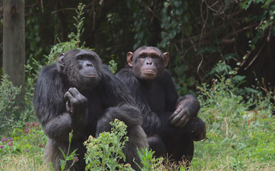 a couple of chimpanzees resting on the ground together in the chimpanzee sanctuary of Ol Pejeta...