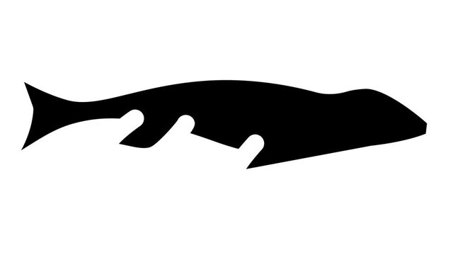 mosasaurus dinosaur glyph icon animation
