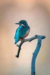 Zimorodek na gałązce © Foto Kadr