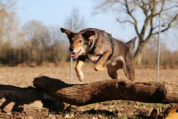 large mixed dog is jumping over a large tree trunk in the forest
