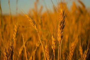 Fototapeta premium Wheat fields. Ears of golden wheat close up. The setting sun shines with rays on the ears of wheat. Backgrounds of field wheat ears ripening.