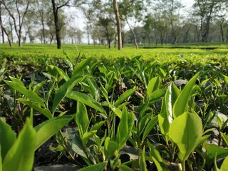 Landscape view of tea garden where newly tea buds are growing