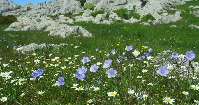 A mountain grassland with Linum narbonense, the perennial flax or blue flax