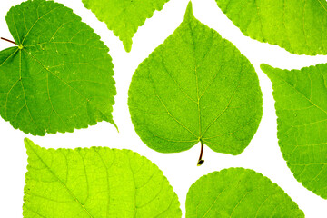 background of green leaves of a tree on a white surface