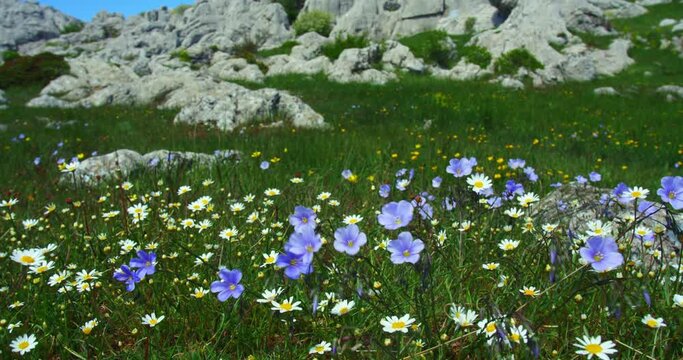 A mountain grassland with Linum narbonense, the perennial flax or blue flax