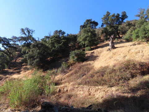 California Hiking Trail up Slope Looking at the Semi-Arid Chaparral Habitat in the Dry California Hills