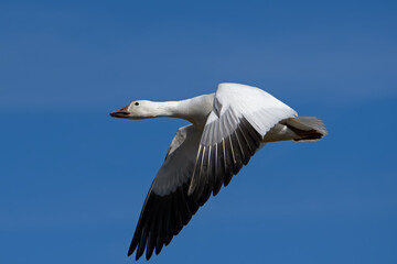 Snow goose in flight in the late afternoon sun during spring migration at Middle Creek Wildlife Management Area. They are a species of goose native to North America.
