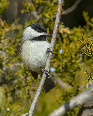 Carolina Chickadee