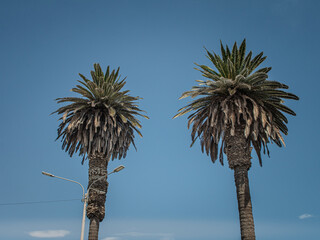 palm tree against sky
