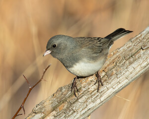 Dark Eyed Junco
