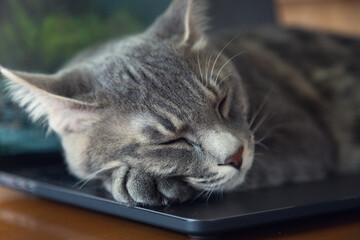 子猫，ねこ，猫