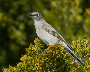 Townsend's Solitaire